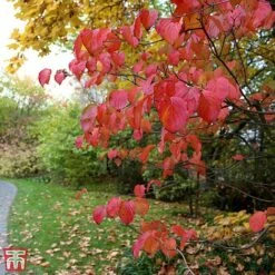 Cornus Kousa Var. Chinensis 'China Girl' -Greenworld Zone T68310 CORN 2
