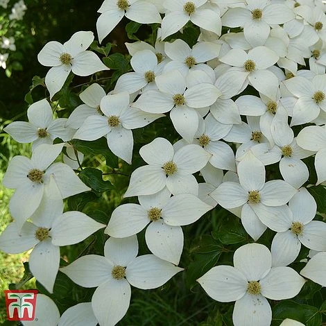 Cornus Kousa 'Schmetterling' 1 Cornus Kousa 'Schmetterling'