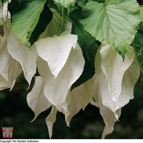 Davidia Involucrata Var. Vilmoriniana 1 Davidia Involucrata Var. Vilmoriniana