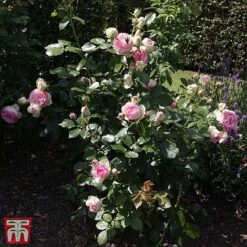 Rose 'Eden Rose 88' 6 Rose 'Eden Rose 88' -Greenworld Zone T68469 ROSE 2