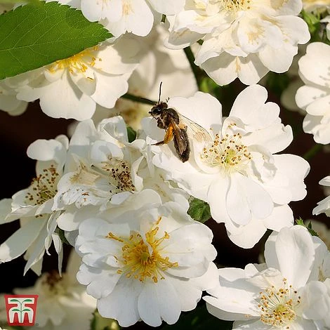 Rose 'Guirlande D'Amour' 1 Rose 'Guirlande D'Amour'