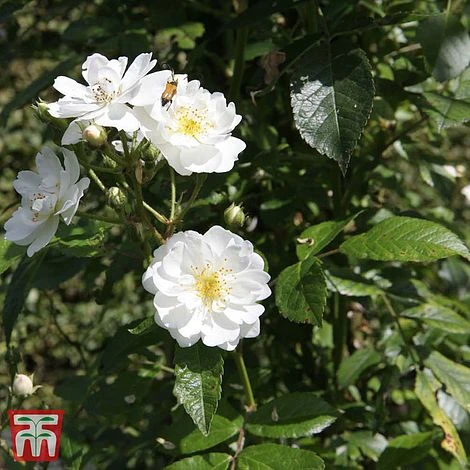 Rose 'Guirlande D'Amour' 2 Rose 'Guirlande D'Amour' - Image 2