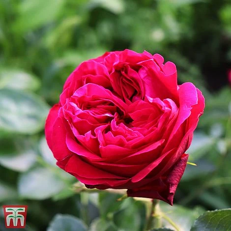 Rose 'Red Eden Rose' 1 Rose 'Red Eden Rose'
