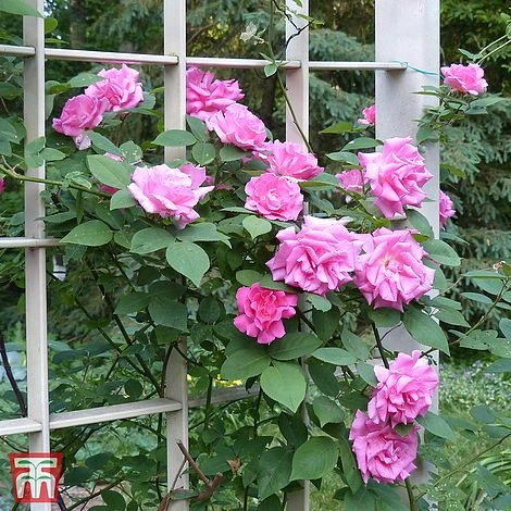 Rose 'Zéphirine Drouhin' 1 Rose 'Zéphirine Drouhin'