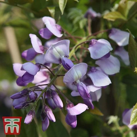 Wisteria Brachybotrys 'Okayama' 1 Wisteria Brachybotrys 'Okayama'