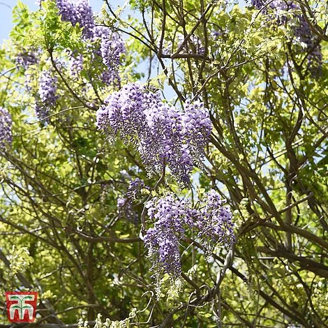 Wisteria Brachybotrys 'Okayama' 2 Wisteria Brachybotrys 'Okayama' - Image 2