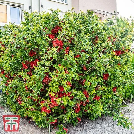 Chaenomeles 'Orange Storm' 1 Chaenomeles 'Orange Storm'