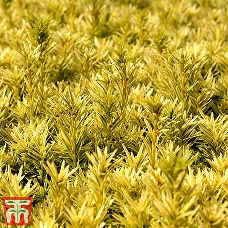 Taxus Baccata 'Summergold' 1 Taxus Baccata 'Summergold'