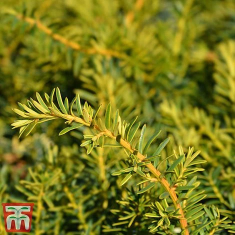 Taxus Baccata 'Summergold' 2 Taxus Baccata 'Summergold' - Image 2