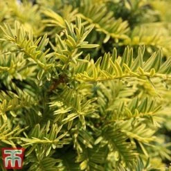 Taxus Baccata 'Summergold' 5 Taxus Baccata 'Summergold' -Greenworld Zone TAX TKA3590 C