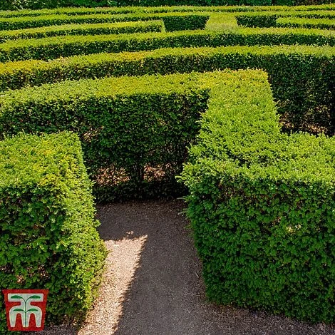 Taxus X Media 'Densiformis' 2 Taxus X Media 'Densiformis' - Image 2