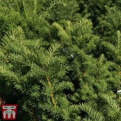 Taxus X Media 'Hicksii'