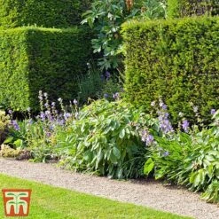 Taxus X Media 'Hicksii' -Greenworld Zone TAXU T63575 C