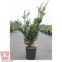 Taxus X Media 'Hicksii' -Greenworld Zone TAXU T63575 D