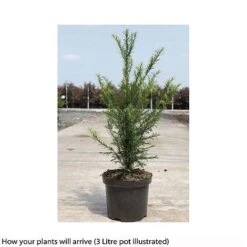Taxus Baccata -Greenworld Zone TAXU T66488 B h