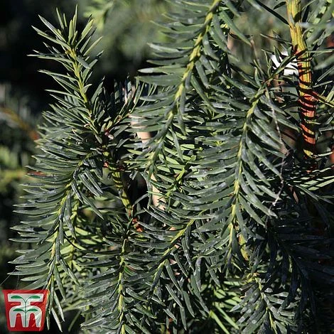 Taxus Baccata 'Dovastoniana' 1 Taxus Baccata 'Dovastoniana'
