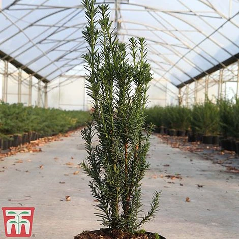 Taxus X Media 'Hillii' 2 Taxus X Media 'Hillii' - Image 2