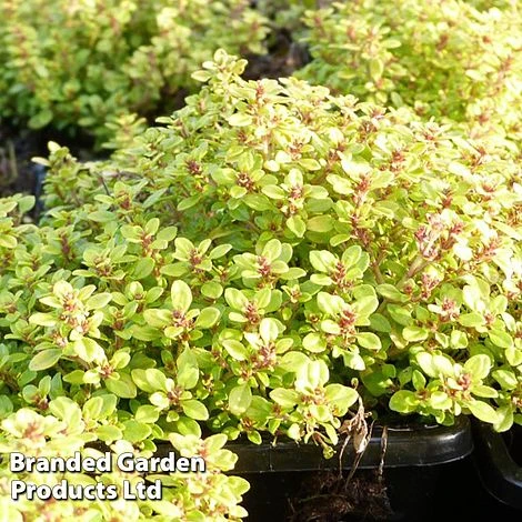 Thymus 'Archer's Gold' 1 Thymus 'Archer's Gold'