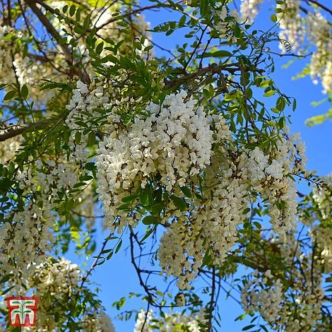 Wisteria Brachybotrys 'Kapiteyn Fuji' 1 Wisteria Brachybotrys 'Kapiteyn Fuji'
