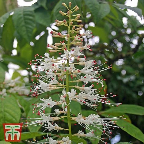 Aesculus Parviflora 1 Aesculus Parviflora