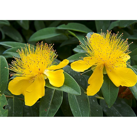 Hypericum Calycinum 'Carnival' 1 Hypericum Calycinum 'Carnival'