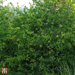 Citrus Trifoliata -Greenworld Zone TKA3374 CITR 1