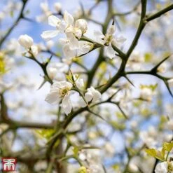 Citrus Trifoliata -Greenworld Zone TKA3374 CITR 3