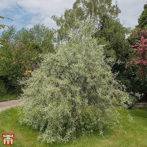 Pyrus Salicifolia 'Pendula' 2 Pyrus Salicifolia 'Pendula' - Image 2