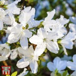 Rhododendron 'Luzi' -Greenworld Zone TKA3450 AZAL 1
