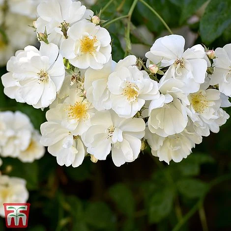 Rose 'Bobbie James' (Rambling Rose) 1 Rose 'Bobbie James' (Rambling Rose)