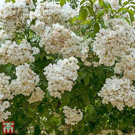 Rose 'Bobbie James' (Rambling Rose) 2 Rose 'Bobbie James' (Rambling Rose) - Image 2