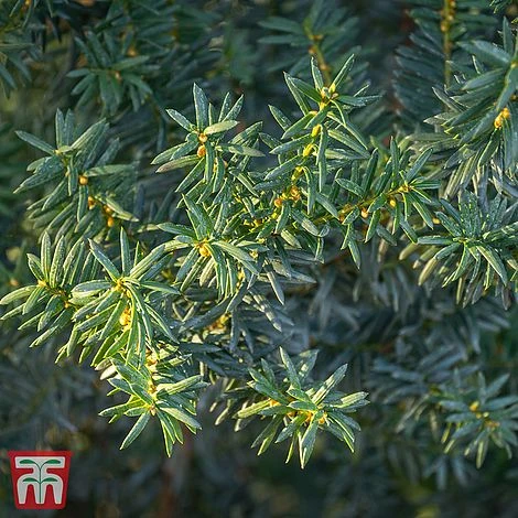 Taxus X Media 'Hillii' 1 Taxus X Media 'Hillii'
