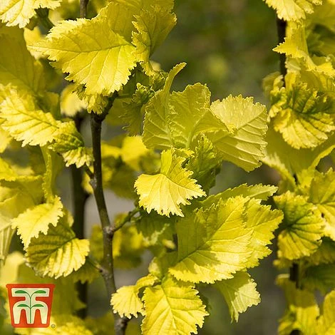 Ulmus X Hollandica 'Wredei' 1 Ulmus X Hollandica 'Wredei'