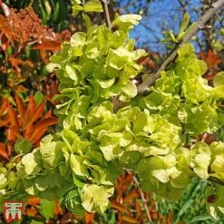 Ulmus Minor Subsp. Sarniensis
