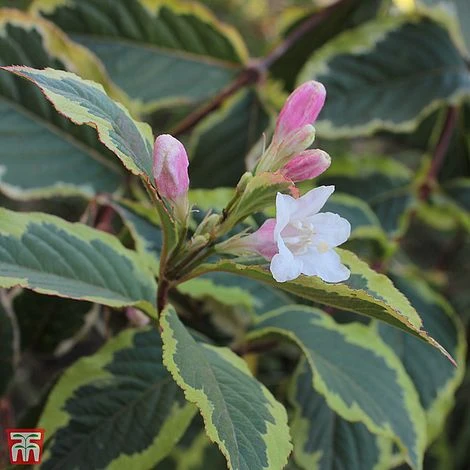 Weigela 'White Lightning' 1 Weigela 'White Lightning'