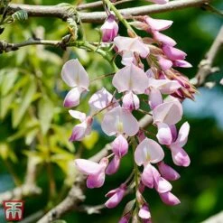 Wisteria Brachybotrys 'Showa-beni'
