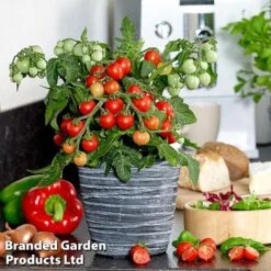 Tomato 'Ponchi-Fa' -Greenworld Zone TOMA KB9750 B