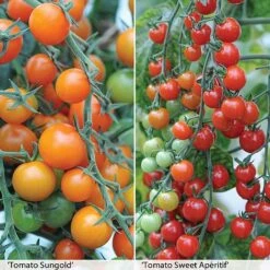 New Products 19 Tomato Duo (Garden Ready)