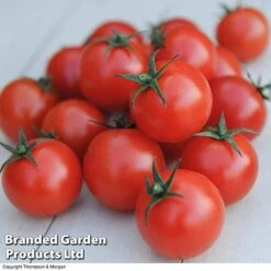 Tomato Value Collection -Greenworld Zone TOMA WKC9645 C