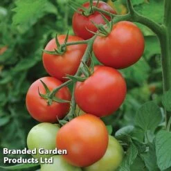 Tomato Value Collection -Greenworld Zone TOMA WKC9645 D
