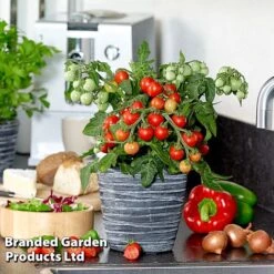 Tomato 'Ponchi-Fa' -Greenworld Zone TOMATO PONCHIFA KB9750 A