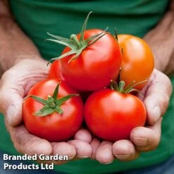 Tomato Gardeners Favourite Collection (Grafted) -Greenworld Zone TOMATO COLL2