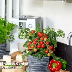 Vegetable Windowsill Collection -Greenworld Zone TOMA F1PONCHIF S60227