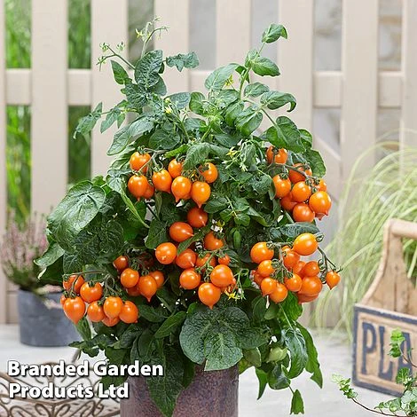 Tomato 'Dora Orange' 2 Tomato 'Dora Orange' - Image 2