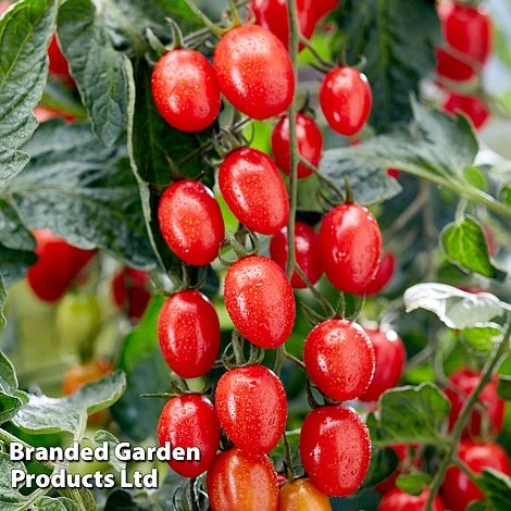 Tomato 'Tutti Frutti Grape' (Grafted) 2 Tomato 'Tutti Frutti Grape' (Grafted) - Image 2