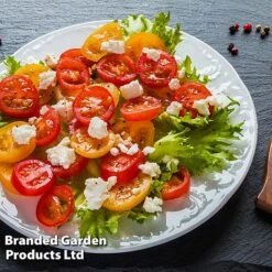 Tomato 'Dora Orange' 7 Tomato 'Dora Orange' -Greenworld Zone TOMA WINDWSILL L38589