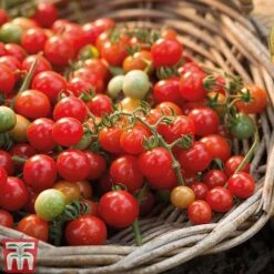 Tomato Trio Collection -Greenworld Zone TOMO TKA1136 A311