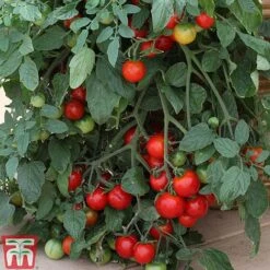 Tomato Collection 14 Tomato Collection -Greenworld Zone TOMO TKA1136 C21