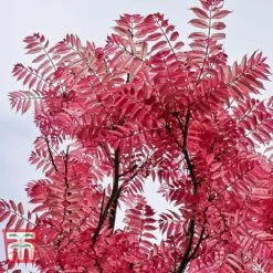 Toona Sinensis 'Flamingo' -Greenworld Zone TOON tka3632 A