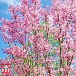 Toona Sinensis 'Flamingo' -Greenworld Zone TOON tka3632 E